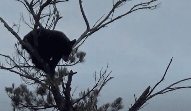 Los osos negros son unos excelentes trepadores, se los ha visto incluso subir por empinadas montañas. Foto: Viral Hog/YouTube