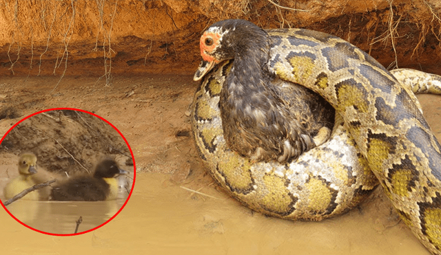 Vía YouTube: pata lucha contra serpiente a muerte por defender a sus crías y un 'ángel' la salva [VIDEO]