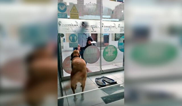 Desliza las imágenes hacia la izquierda para apreciar la emoción de un perro cuando volvió a ver a su dueño. Foto: Captura de Facebook
