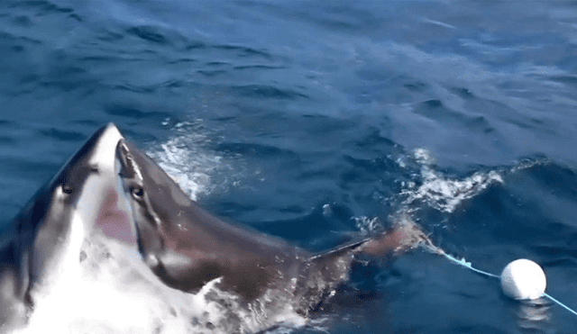 Un video muestra como dos tiburones protagonizan un insólito acto de canibalismo.