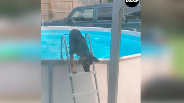 Desliza las imágenes para ver el momento en que un travieso perro aprovechó la piscina que sus dueños no podían usar por la cuarentena. Foto: Woof Woof