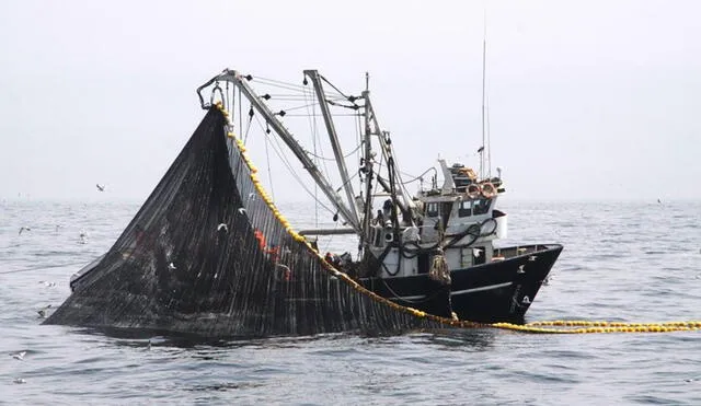 Produce autoriza reinicio de pesca de anchoveta en el litoral peruano 