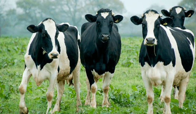 Cuatro vacas se dan festín en un supermercado y 'se van sin pagar' [VIDEO]