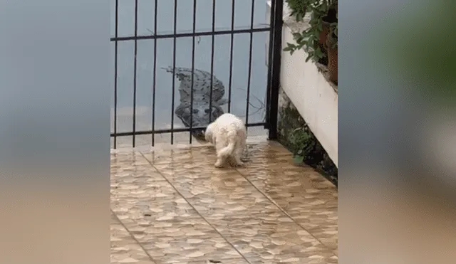 En redes sociales se hizo viral el momento en que un temerario perro se acerca a un cocodrilo. Foto: TikTok
