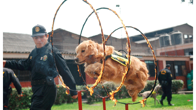Policía canina