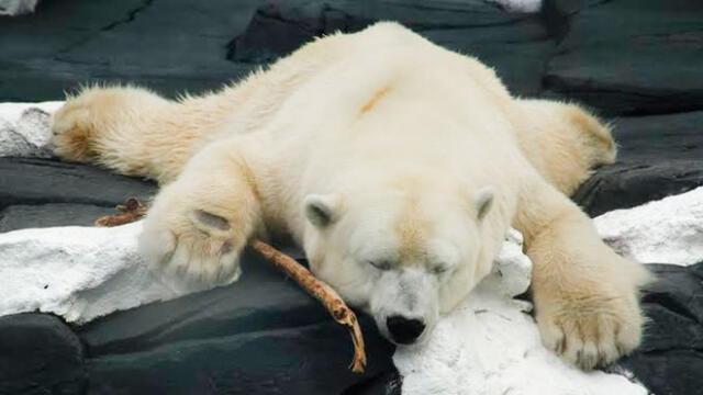 Osos polares consumen desechos plásticos