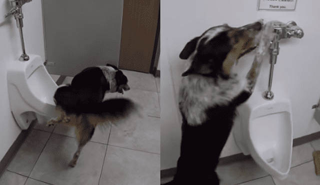 Youtube: perro educado es captado utilizando correctamente un baño [VIDEO]