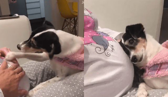 Facebook: perra tiene un emotivo comportamiento al ver a su dueña embarazada [VIDEO]