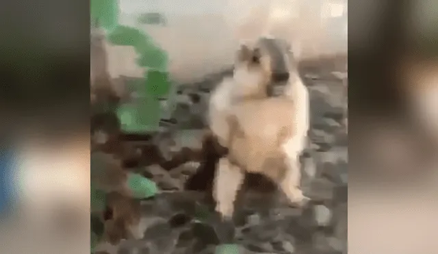 YouTube: perros hallaronn extraño roedor escondido y su reacción es viral [VIDEO]