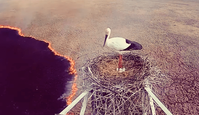 Youtube viral: Cigüeña se rehúsa a abandonar nido de sus crías pese a abrazador incendio [VIDEO]