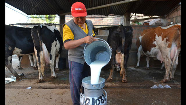 Producción lechera caería 2% durante este año 