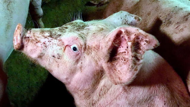 Los cerdos se vieron obligados a comerse entre ellos para no morirse de hambre. Foto: Liza Blomfagra