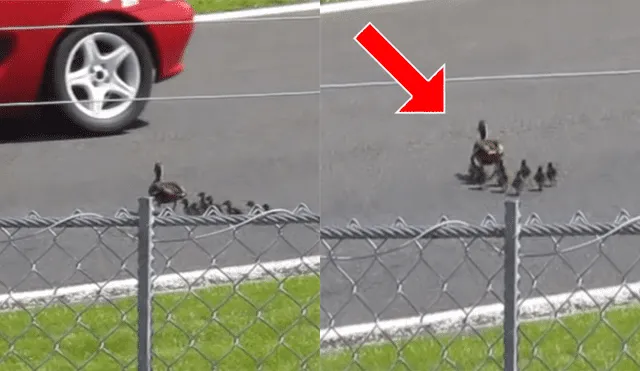 Un grupo de patos cruzaron una pista en mitad de una carrera y estuvieron a punto de morir.