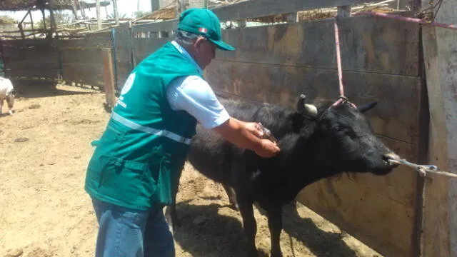 Cajamarca: Vacunan contra el ántrax a animales de crianza 