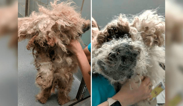 Lionheart: perro que sufrió maltratos durante dos años, fue rescatado y ahora luce un cambio impactante
