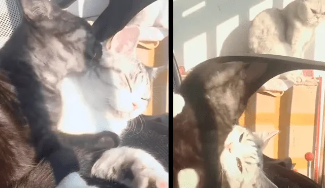 Facebook: gato tiene esta reacción cuando ve a su pareja lamiendo a otro [VIDEO]