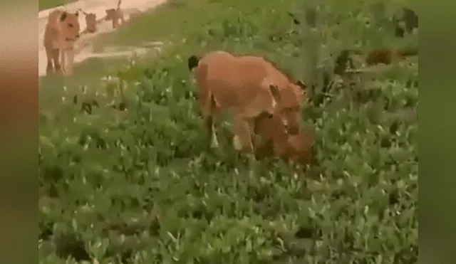YouTube viral: León golpea a su cachorro, pero la madre lo descubre y le da su merecido [VIDEO] 
