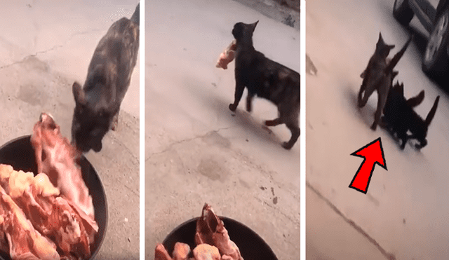 En YouTube, un osado gato agarró un enorme trozo de carne para comerlo; sin embargo, sus compañeros se lo impidieron.