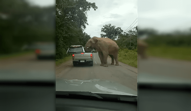 YouTube: elefante hambriento destruye el techo de una camioneta en busca de comida [VIDEO]