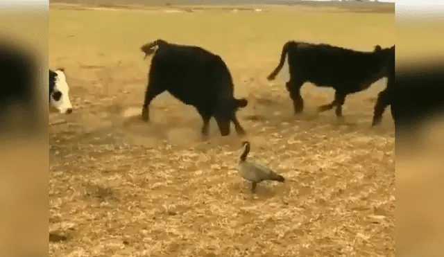 YouTube viral: pájaro se enfrenta a enorme toro por el territorio y el desenlace es increíble [VIDEO] 