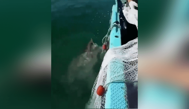 Facebook viral: enfurecido tiburón sale del mar para vengarse de pescador por quitarle su comida [VIDEO] 