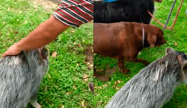 Inesperada mascota se pasea en parque de Miraflores [VIDEO]