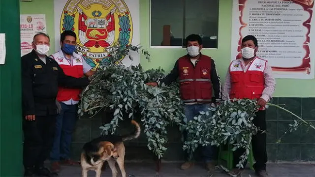 Entregarán eucalipto a pobladores de zonas vulnerables del distrito Alto de la Alianza de Tacna.