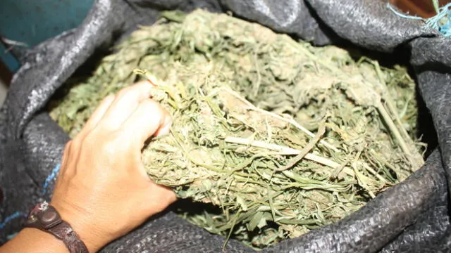 Sullana: Destruyen laboratorio de droga y decomisan 12 kilos de marihuana 