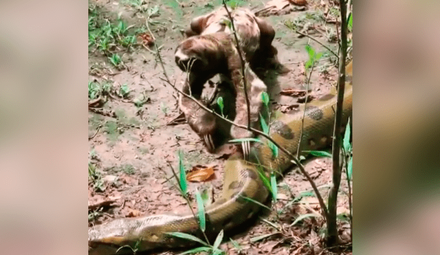 El atrevido perezoso pasó sus garras por el cuerpo de una gigantesca anaconda, que hizo un acción insólita reacción al verlo. Foto: captura