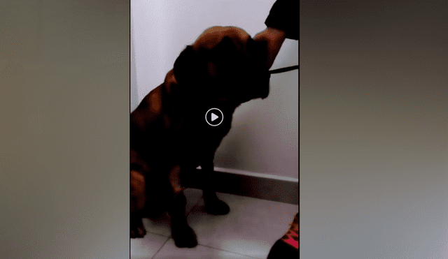 Mascotas son lanzadas desde el techo y causa indignación en redes sociales [VIDEO]