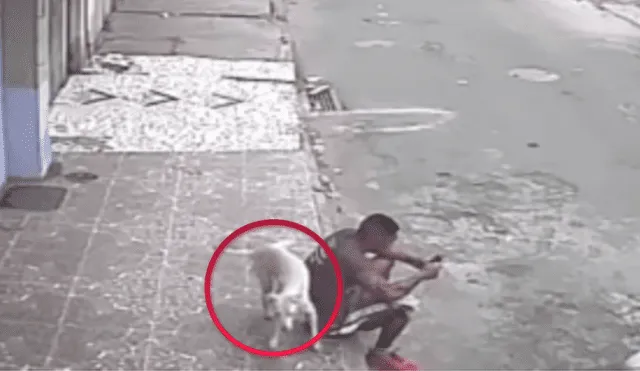 Facebook: la travesura de un perro callejero que lo llevó a ser adoptado [VIDEO] 