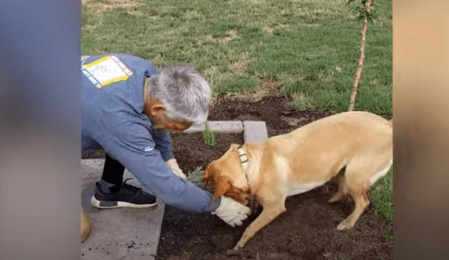 Video es viral en Facebook. Dueño del can compartió la emotiva escena que protagonizó su mascota mientras sembraba pequeñas plantas en su jardín.