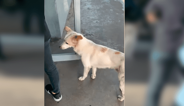 El can conmovió a miles de usuarios en YouTube con su particular conducta hacia su dueño