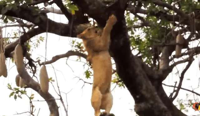 El pequeño león pisó mal y por más que intentó agarrarse al árbol, terminó cayendo. Foto: captura