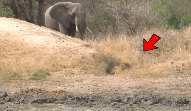 Elefante encuentra a hambriento leopardo cazando un ciervo y hace lo impensado