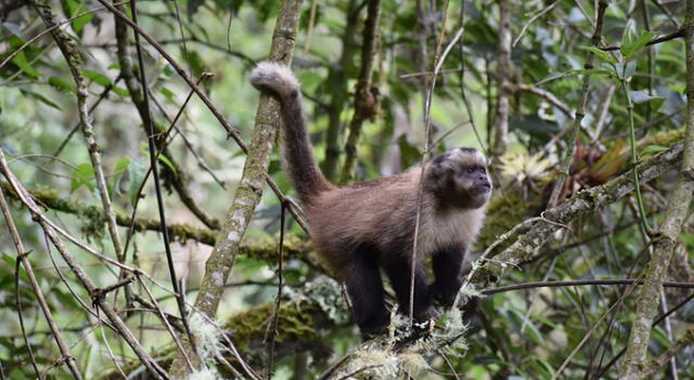Cusco. Mono capuchino avistado en Machu Picchu por vez primera.