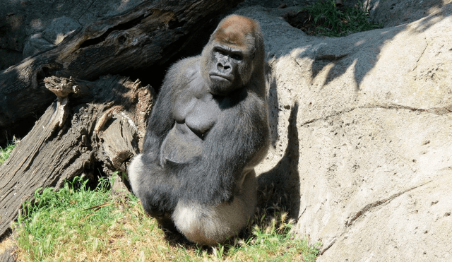 Las autoridades del zoológico ya están realizando una investigación interna para conocer los motivos por los que el gorila ingresó al área donde ocurrió el ataque. Foto: Twitter