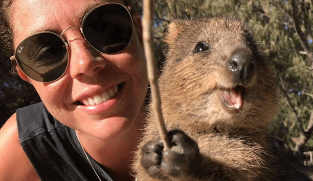quokka australia selfie