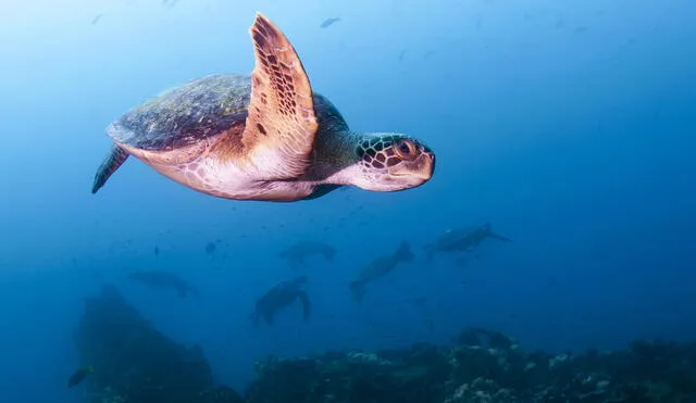 Sea turtle, Diving in Daphne Menor, Santa Cruz Island, Galapagos, Ecuador