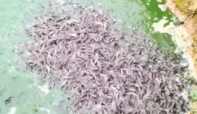 YouTube viral: arroja maíz a lago y cientos de misteriosas criaturas emergen para devorar el alimento