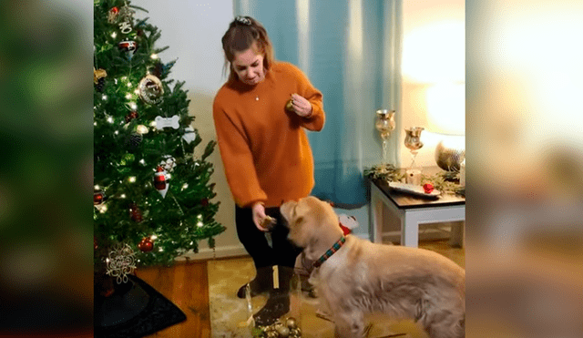 Mientras acompaña a su dueña, el can obedece sus instrucciones y le ayuda a colocar algunos adornos. El curioso episodio se ha hecho viral en Facebook