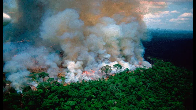 ¿Qué trágicas consecuencias dejaría el incendio forestal en la Amazonía? [FOTOS]
