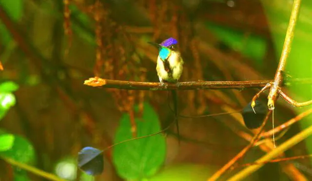 Amazonas: empresarios del norte inician taller de observación de aves