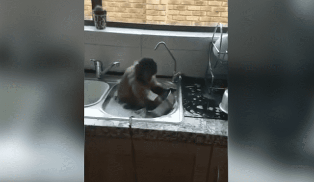 Vía Facebook: mono genera ternura por ayudar a una familia a lavar los servicios [VIDEO]