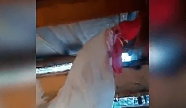 Facebook viral: Gallo se queda dormido y dueño aprovecha para vengarse de cruel forma [VIDEO] 