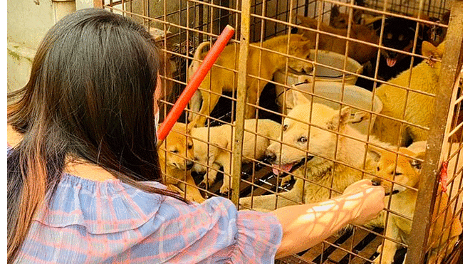 Miles de canes mueren todos los años en el festival de la carne de perro de Yulin. Foto: Daily Mail.