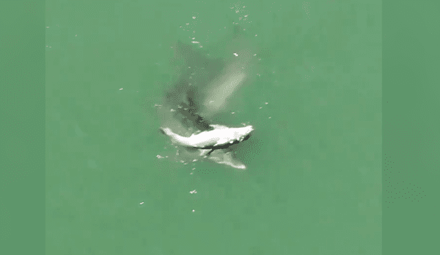 YouTube viral: Captan a mamá delfín empujando a su cría muerta para mantenerla a flote [VIDEO]