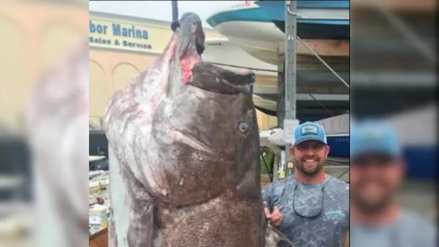 El pez 'mero de Varsovia' fue encontrado en el Golfo de México.