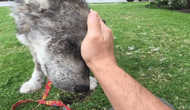 Desliza para ver las fotos de este perro que enamoró a todos en Facebook. Foto: Captura.