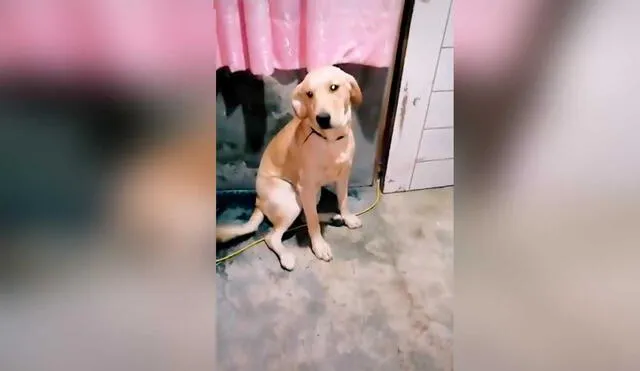 Desliza las imágenes para ver la curiosa escena que protagonizó esta mascota al ser descubierta por su dueña en plena travesura. Fotocaptura: Fabiola Boittano/TikTok